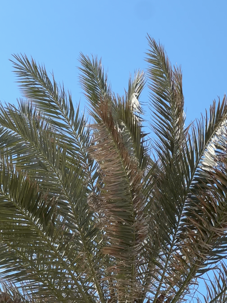 Palm & Musc