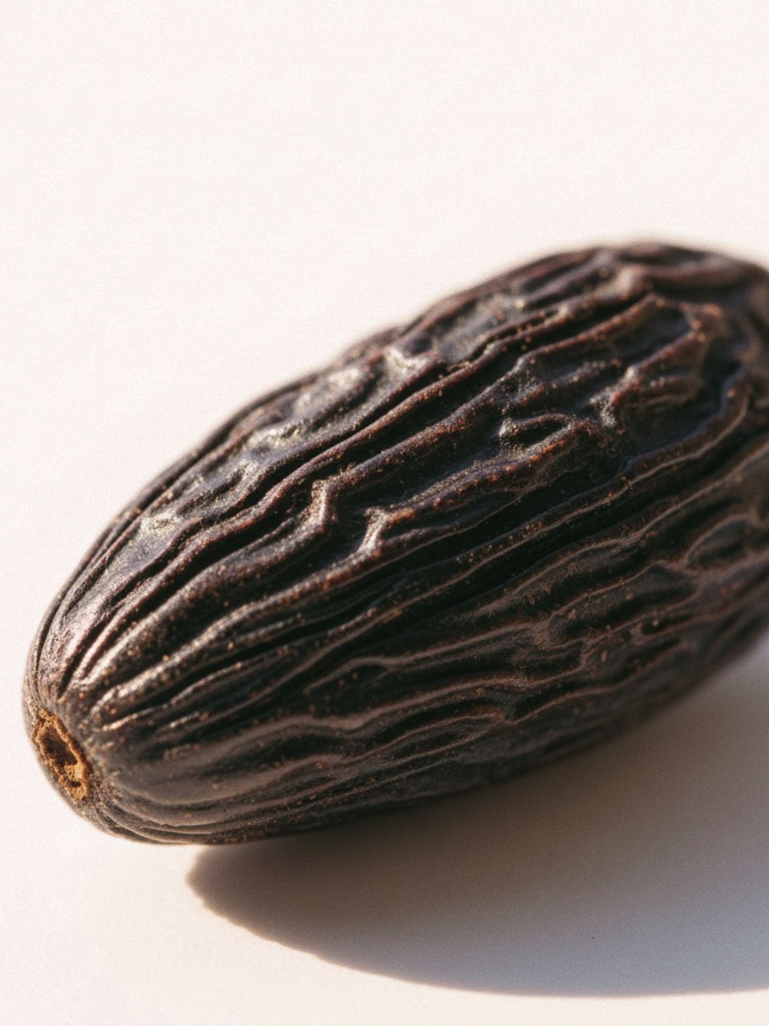 Base note illustration — MOZA ISACK — tonka beans, oakmoss and solar musk