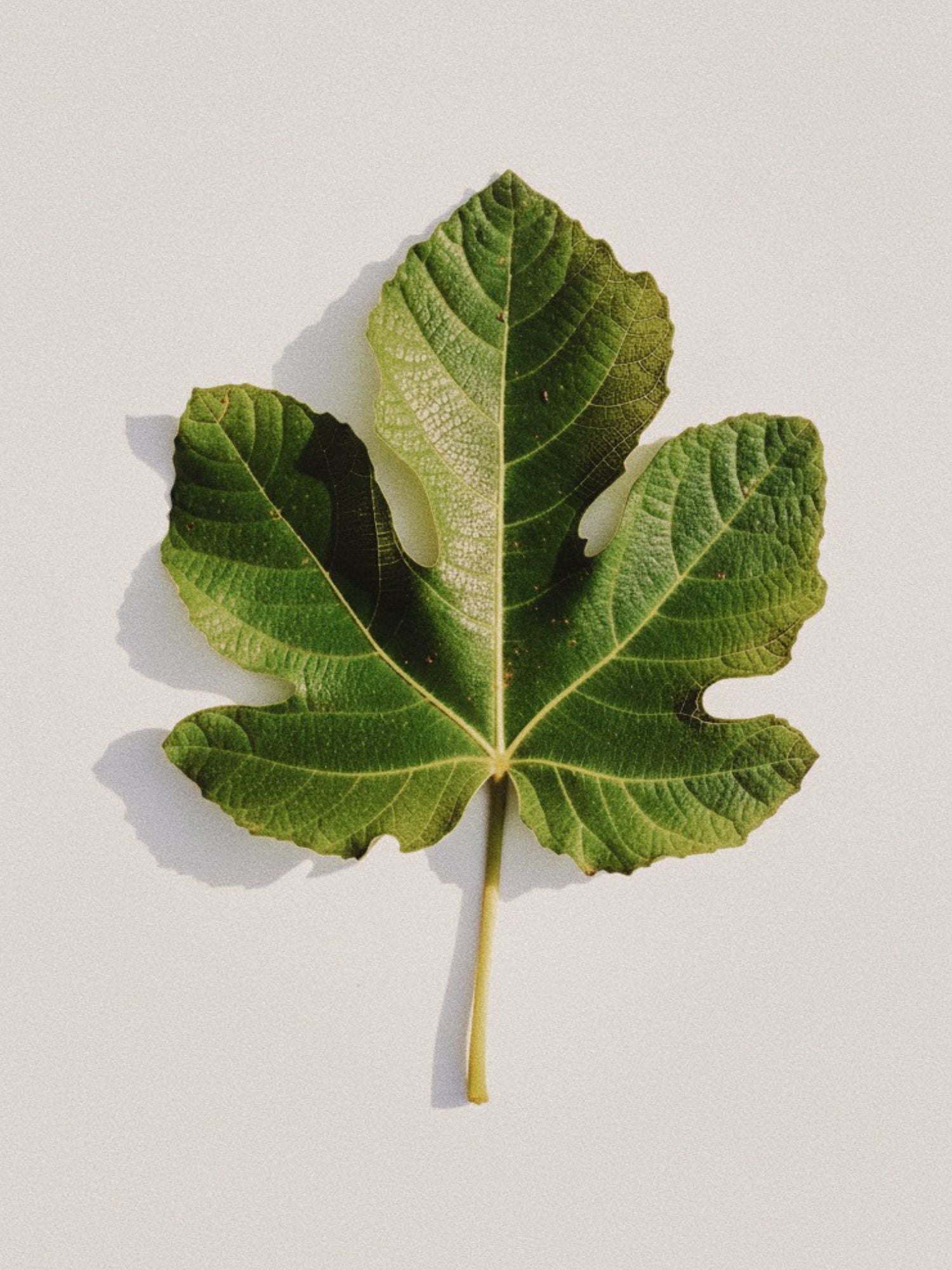 Base note illustration — Neroli Bloom MOZA ISACK — fig leaves, oakmoss and vetiver