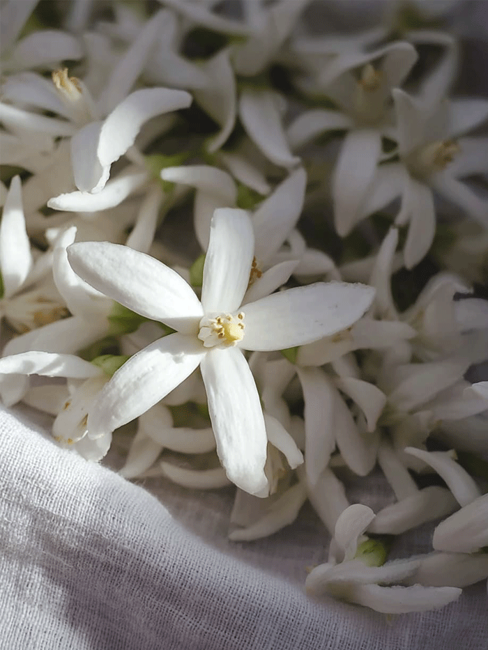 Neroli Bloom