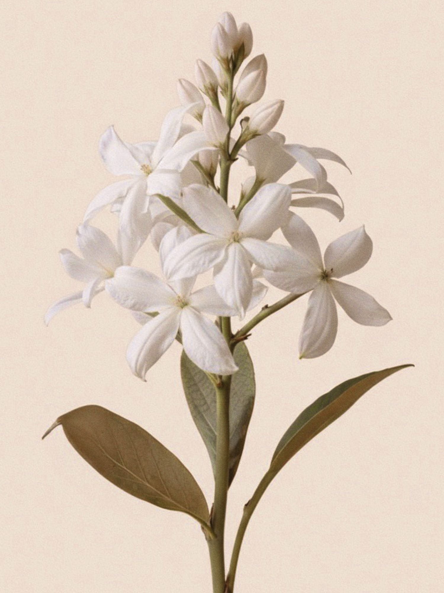 Heart note illustration — Vanilla Bise MOZA ISACK — jasmine and mineral salt notes