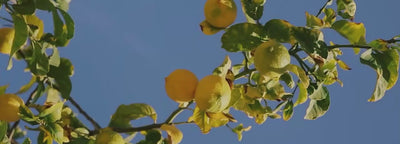 MOZA ISACK banner video — fragrance brand campaign